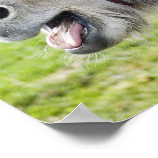 Ein Esel Poster (Ecke)