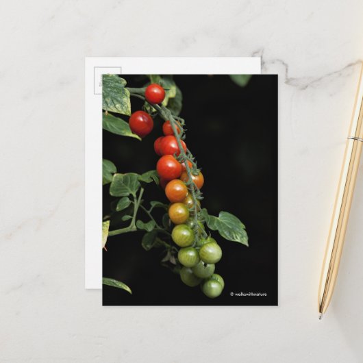 Ein farbenfroher Gradient hausgemachter KirschToma Postkarte (Vorderseite/Rückseite Beispiel)