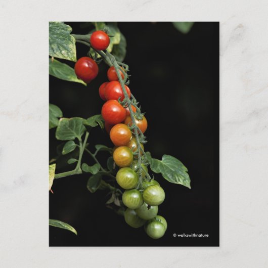 Ein farbenfroher Gradient hausgemachter KirschToma Postkarte (Vorderseite)