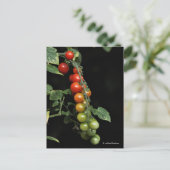 Ein farbenfroher Gradient hausgemachter KirschToma Postkarte (Stehend Vorderseite)