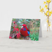 Ein Farbfoto eines Crimson Rosella. Karte (Gelbe Blume)