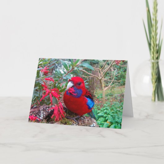 Ein Farbfoto eines Crimson Rosella. Karte (Vorderseite)