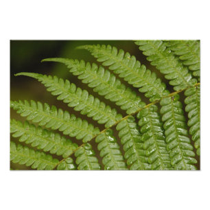 Ein Farn-Detail aus Mindo Cloud Forest, Fotodruck