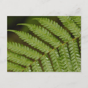 Ein Farn Detail, aus Mindo Cloud Forest, Postkarte