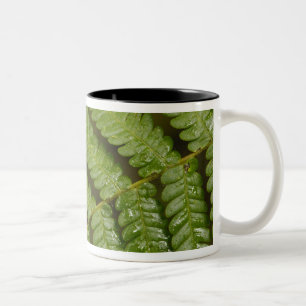 Ein Farn Detail, aus Mindo Cloud Forest, Zweifarbige Tasse