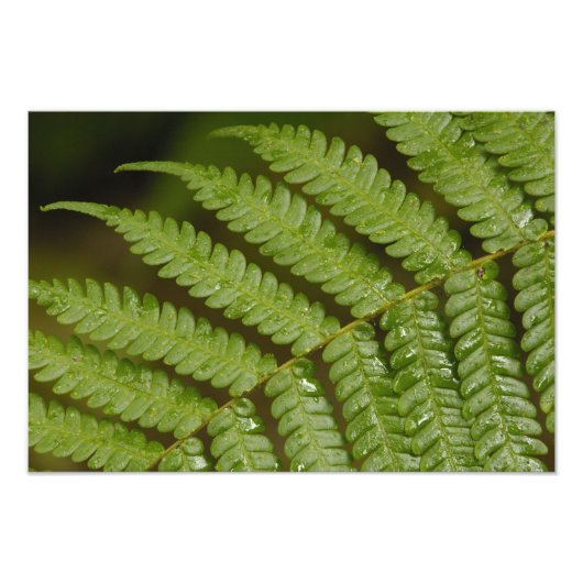 Ein Farndetails, aus dem Mindo Cloud Forest, Fotodruck (Vorne)