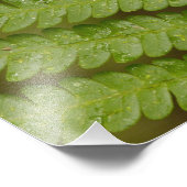 Ein Farndetails, aus dem Mindo Cloud Forest, Fotodruck (Ecke)