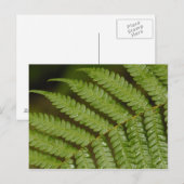 Ein Farndetails, aus dem Mindo Cloud Forest, Postkarte (Vorne/Hinten)