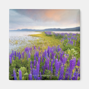 Ein Feld der Lupine-Wildblumen auf dem Nordufer Magnet