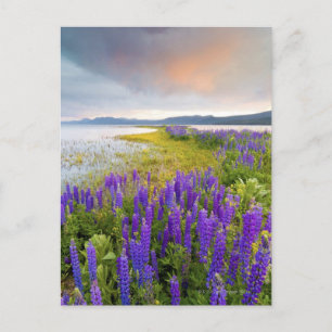 Ein Feld der Lupine-Wildblumen auf dem Nordufer Postkarte