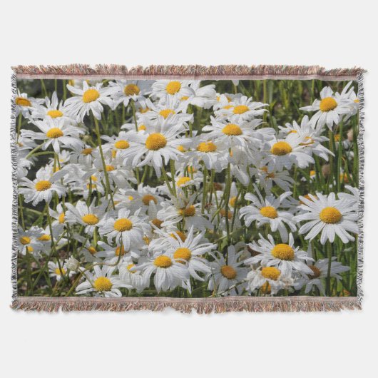 Ein Feld der Oxeye-Daisies an einem sonnigen Somme Decke (Vorderseite)