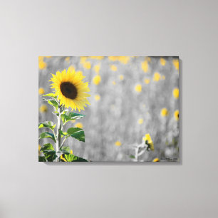 Ein Feld der Sonnenblumen Leinwanddruck
