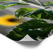 Ein Feld der Sonnenblumen Poster (Ecke)