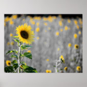 Ein Feld der Sonnenblumen Poster (Vorne)