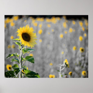 Ein Feld der Sonnenblumen Poster