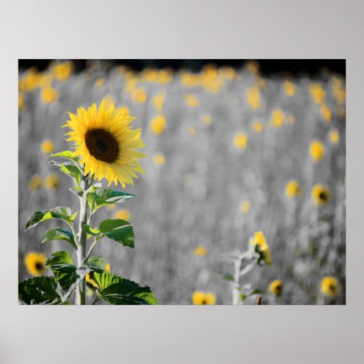 Ein Feld der Sonnenblumen Poster (Vorne)
