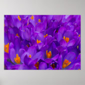 Ein Feld Lila Kreuze Poster (Vorne)