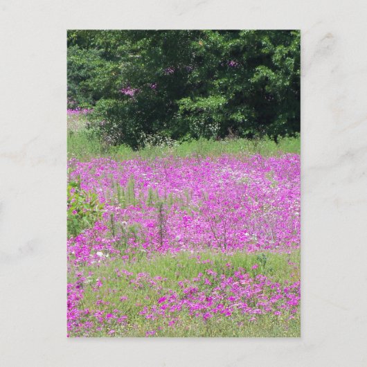Ein Feld rosa Frühlingswildblumen Postkarte (Vorderseite)