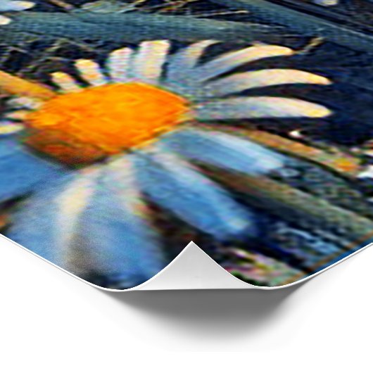 Ein Feld voller blühender Kampomilen Poster (Ecke)