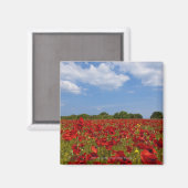 Ein Feld voller roter Blume Magnet (Vorderseite/Rückseite)