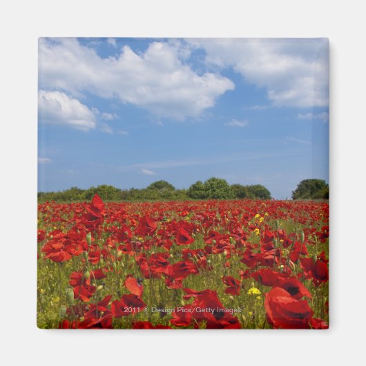 Ein Feld voller roter Blume Magnet (Vorne)