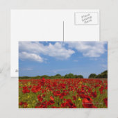 Ein Feld voller roter Blume Postkarte (Vorne/Hinten)