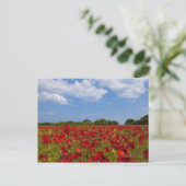 Ein Feld voller roter Blume Postkarte (Stehend Vorderseite)