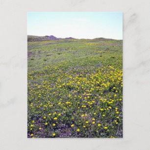 Ein Feld von Leuchten Postkarte