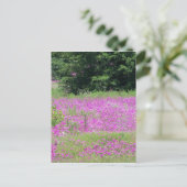 Ein Feld von rosa Frühlingsfrühlingstraßen-Wildblu Postkarte (Stehend Vorderseite)