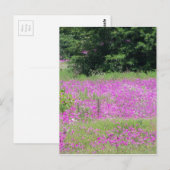 Ein Feld von rosa Frühlingsfrühlingstraßen-Wildblu Postkarte (Vorne/Hinten)