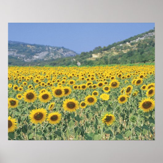 ein Feld von Sonnenblumen Poster (Vorne)