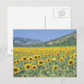 ein Feld von Sonnenblumen Postkarte (Vorne/Hinten)