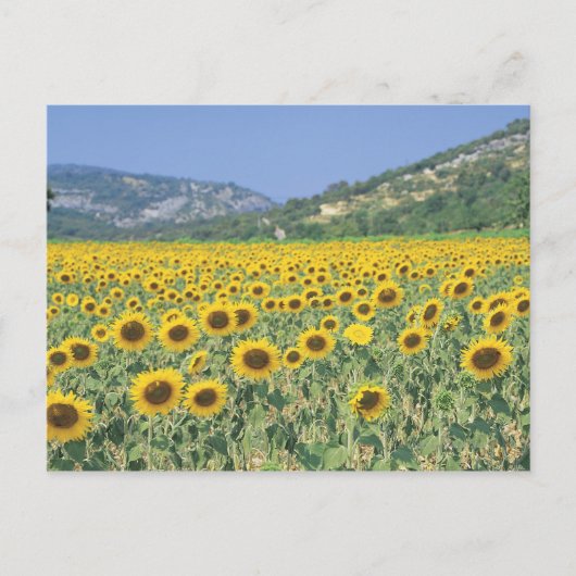 ein Feld von Sonnenblumen Postkarte (Vorderseite)