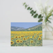 ein Feld von Sonnenblumen Postkarte (Stehend Vorderseite)