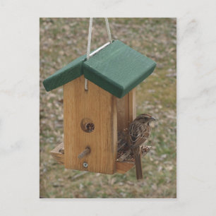 Ein Finch am Feeder Postkarte