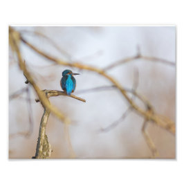 Ein Fischer auf seinem Ast Fotodruck