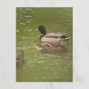 Ein Floß von Enten im Taylor Pond Michigan Postkar Feiertagspostkarte