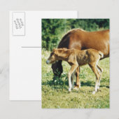 Ein Foal und ein Pferd auf einer Weide. Postkarte (Vorne/Hinten)