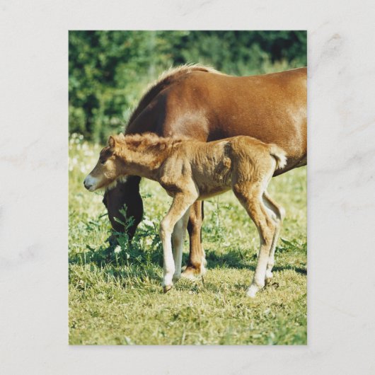 Ein Foal und ein Pferd auf einer Weide. Postkarte (Vorderseite)