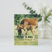 Ein Foal und ein Pferd auf einer Weide. Postkarte (Stehend Vorderseite)
