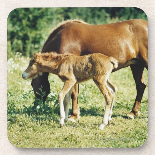 Ein Fohlen und ein Pferd in einer Weide Untersetzer (Vorderseite)