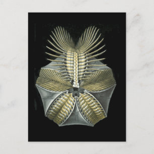 Ein fossiler Urchin Postkarte