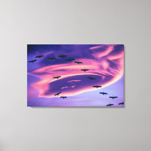 Ein Foto aus Sandhill-Kranen Leinwanddruck