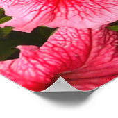 Ein Foto der Natur ist eine wunderschöne Petunia-B Poster (Ecke)