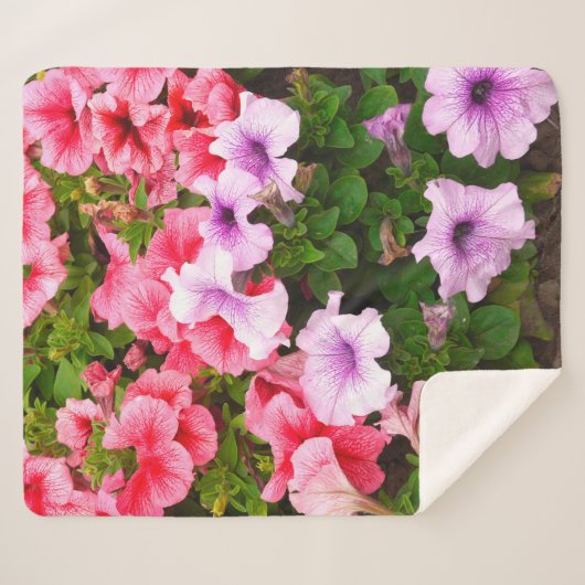Ein Foto der Natur ist eine wunderschöne Petunia-B Sherpadecke (Vorderseite (Horizontal))