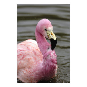 Ein Foto eines Andenflamingos in Gefangenschaft