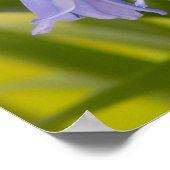 Ein Foto von English Bluebells Poster/Print Poster (Ecke)