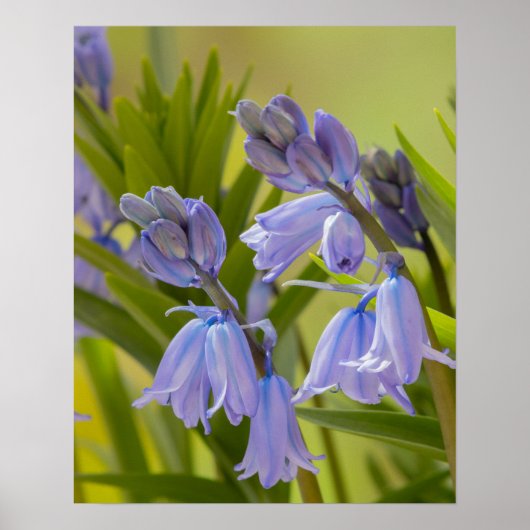 Ein Foto von English Bluebells Poster/Print Poster (Vorne)