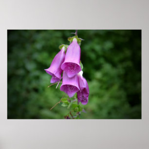 Ein Foxglove Down Light Poster