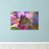 Ein Frack Butterfly Leinwanddruck (Insitu (Holzboden))